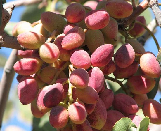 طرح توجیهی احداث باغ پسته