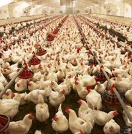 طرح توجیهی پرورش مرغ گوشتی