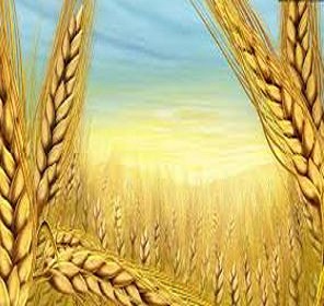 تحقیق فناوری اطلاعات وارتباطات در تولید گندم